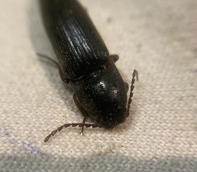 Melanotus crassicollis - vállas gyászpattanó