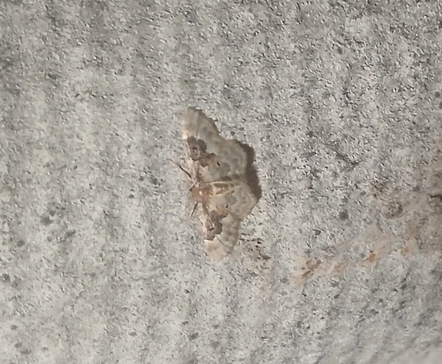 Idaea rusticata - tarka apróaraszoló