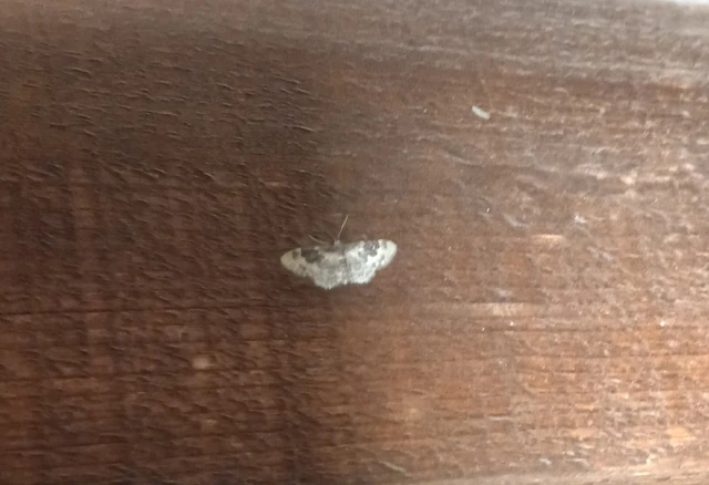 Idaea rusticata - tarka apróaraszoló
