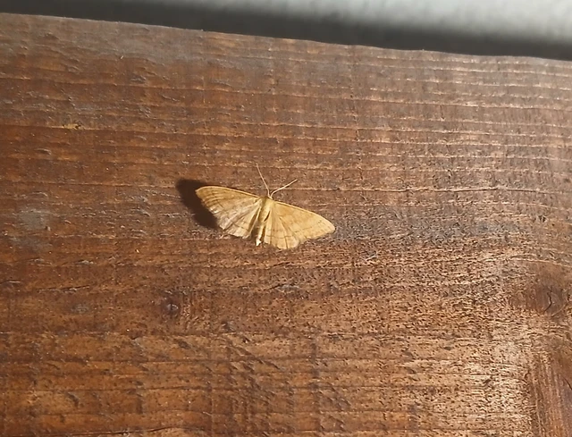 Idaea ochrata - okkerszínű sávosaraszoló