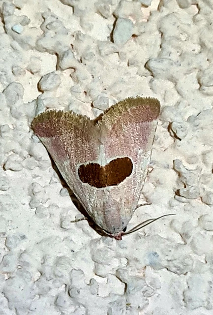 Calymma communimacula - pajzstetűfaló bagoly
