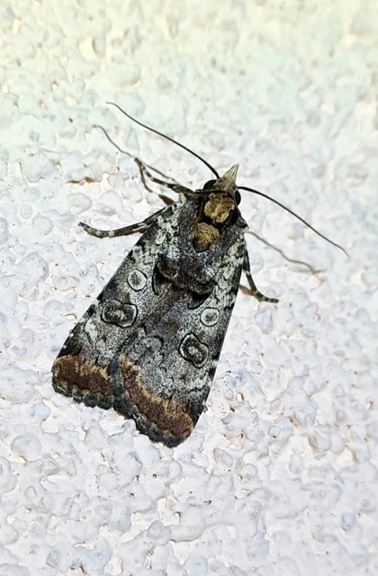 Epilecta linogrisea - karcsú sárgafűbagoly