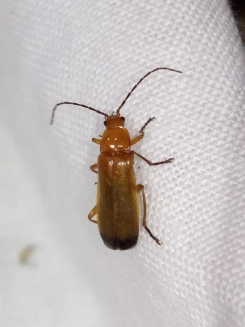 Rhagonycha fulva - feketevégű lágybogár