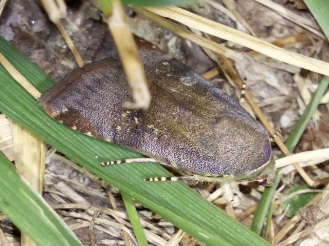 Noctua janthe/janthina