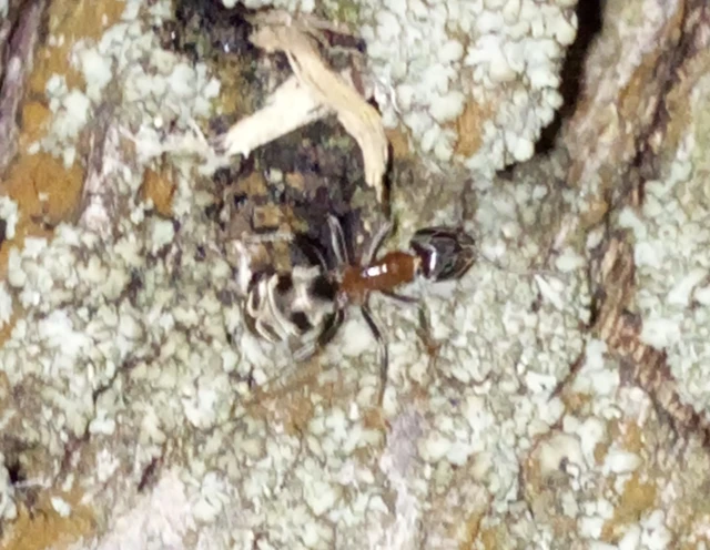 Liometopum microcephalum - tölgyfahangya