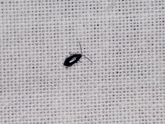 Phyllotreta
