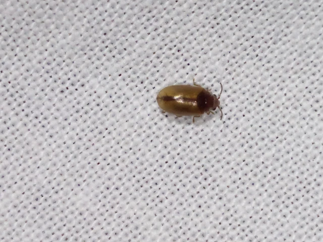 Scirtidae - rétbogárfélék