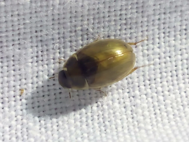 Hydrophilidae - csiborfélék