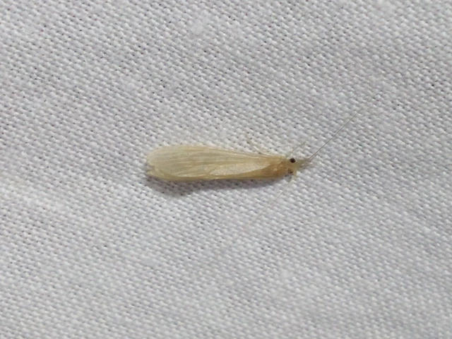 Trichoptera - Tegzesek