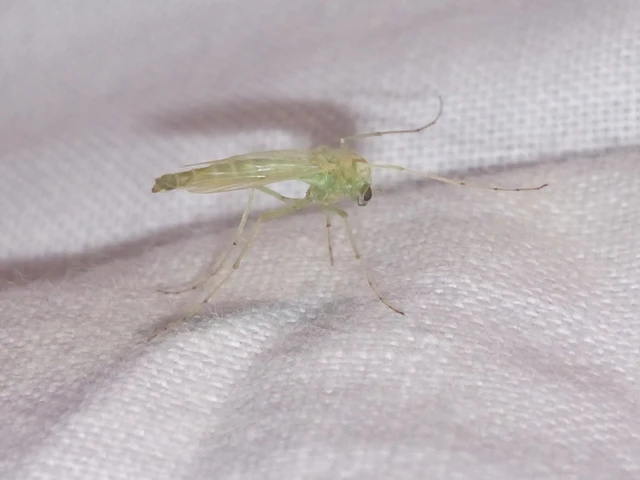 Diptera - Kétszárnyúak