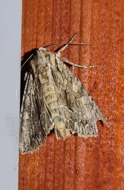 Apamea monoglypha - nagy dudvabagoly