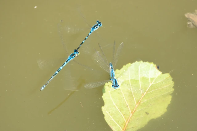 Coenagrion scitulum - mediterrán légivadász Coenagrion scitulum - mediterrán légivadász