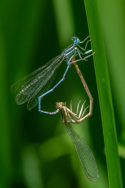 Platycnemis pennipes - széleslábú szitakötő
