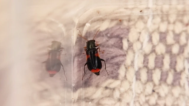 Anthocomus fasciatus - sárgaszalagos bibircsesbogár