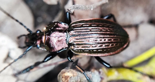 Carabus ulrichii - rezes futrinka Carabus ulrichii - rezes futrinka