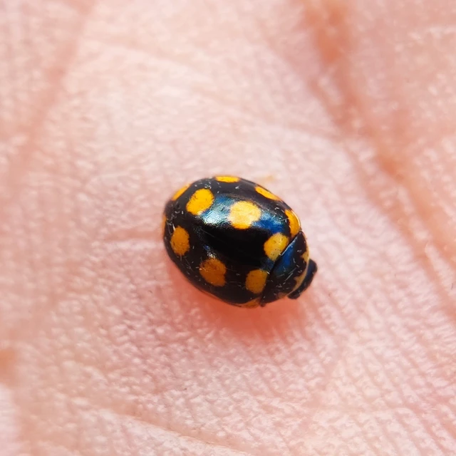 Coccinula quatuordecimpustulata - feketesárga katóka