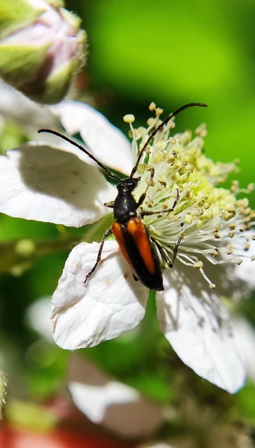 Stenurella melanura - feketevégű karcsúcincér