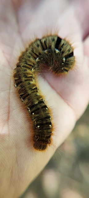 Lasiocampa quercus - tölgyfaszövő