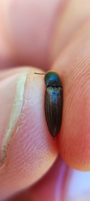 Elateridae - pattanóbogárfélék