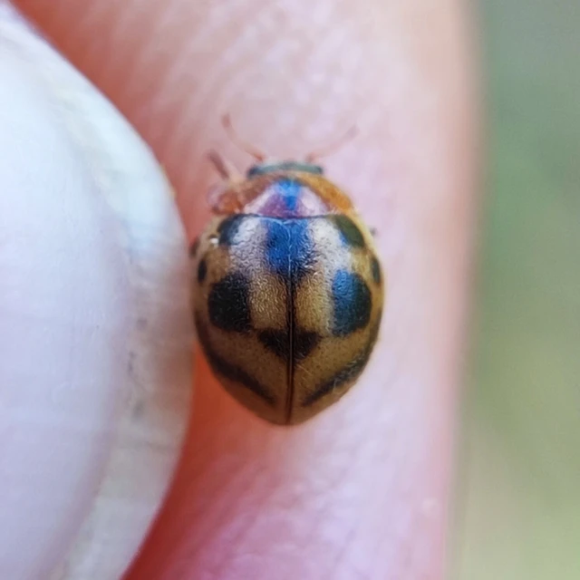 Cynegetis impunctata - pázsitfűböde