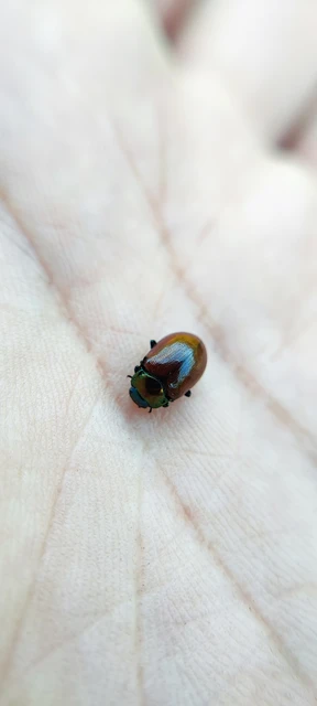Chrysolina polita - réti mentalevelész Chrysolina polita - réti mentalevelész
