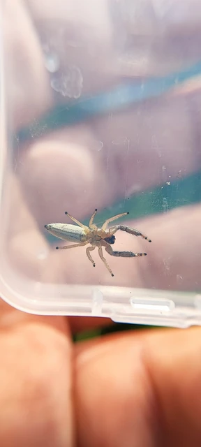 Araneae - Pókok