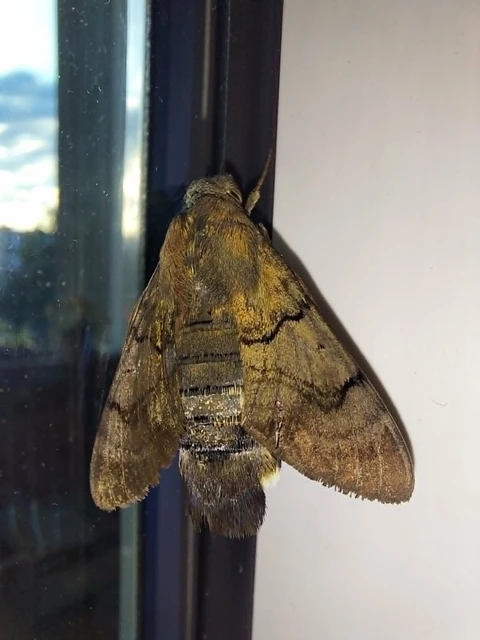 Macroglossum stellatarum - kacsafarkú szender