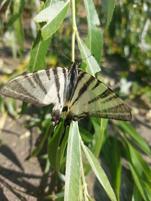 Iphiclides podalirius - kardoslepke