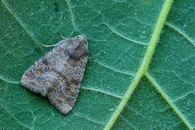 Parastichtis suspecta - sötét erdeibagoly