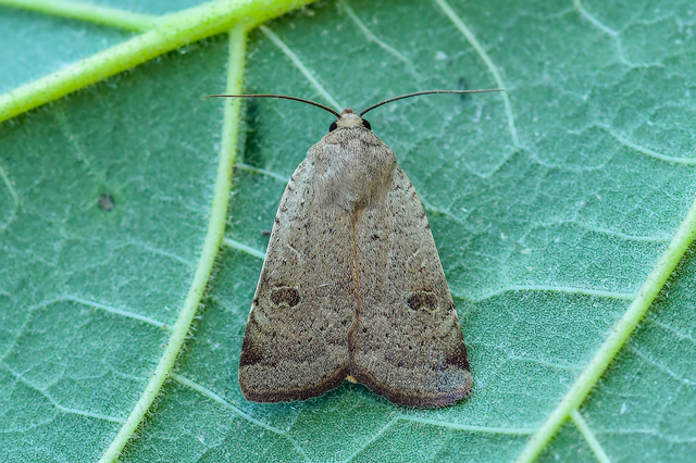 Noctua comes - kis sárgafűbagoly