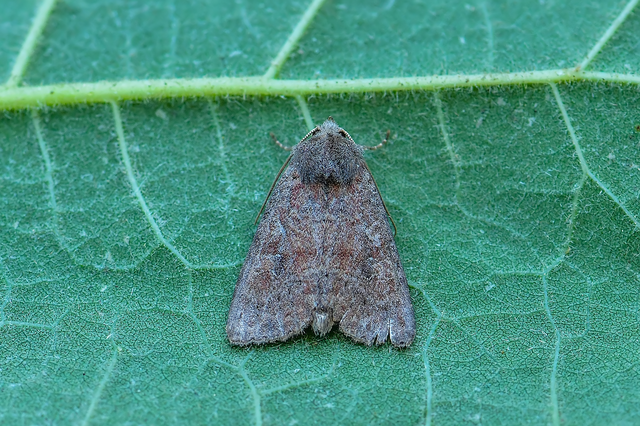Parastichtis suspecta - sötét erdeibagoly