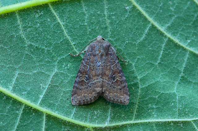 Parastichtis suspecta - sötét erdeibagoly