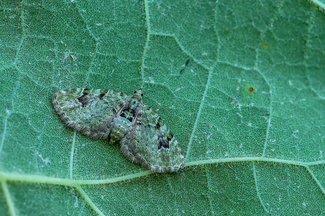 Chloroclystis v-ata - zöldes törpearaszoló