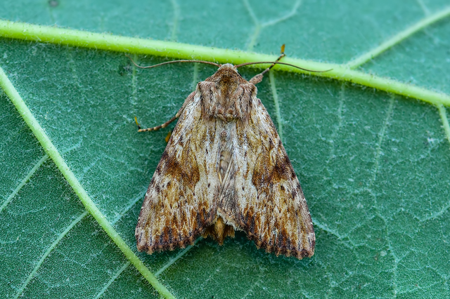 Apamea sublustris - sárgás dudvabagoly