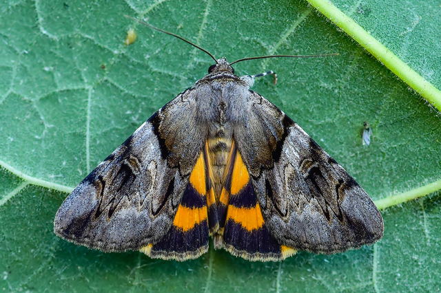Catocala fulminea - galagonya-övesbagoly