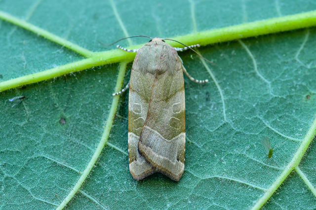 Noctua fimbriata - szélessávú sárgafűbagoly