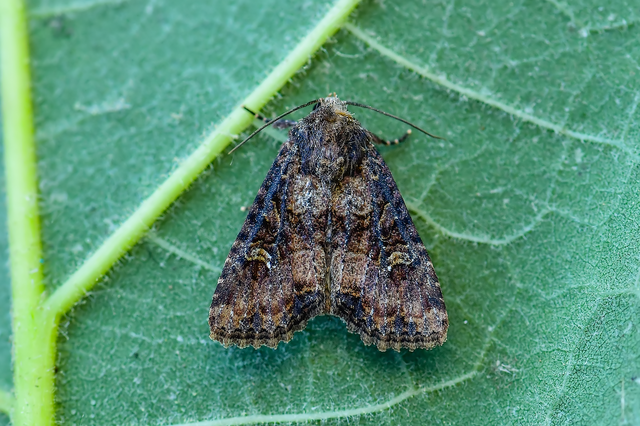 Mesapamea secalella/secalis