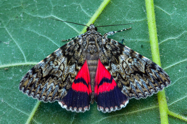 Catocala promissa - kis tölgyfa-övesbagoly
