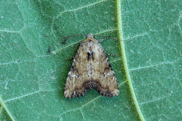 Loscopia scolopacina - csinos dudvabagoly
