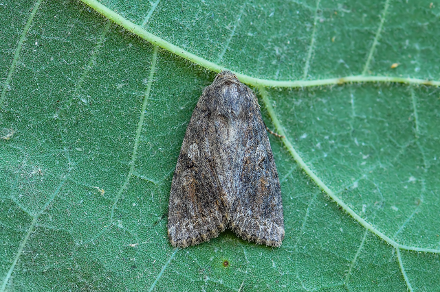 Apterogenum ypsillon - ipszilon-erdeibagoly