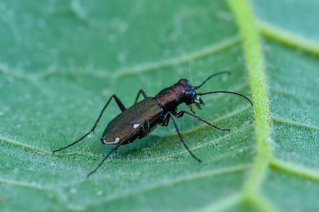 Cylindera germanica - parlagi homokfutrinka
