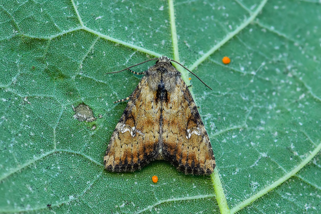 Loscopia scolopacina - csinos dudvabagoly