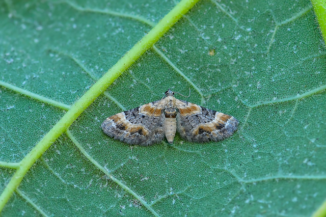 Eupithecia linariata - vonalas törpearaszoló