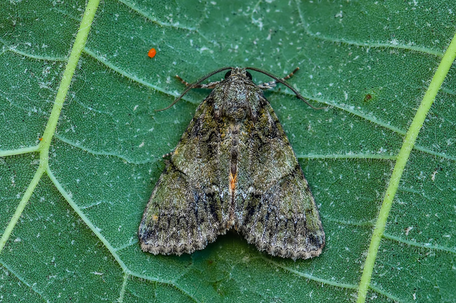 Polyphaenis sericata - selyemfényű erdeibagoly