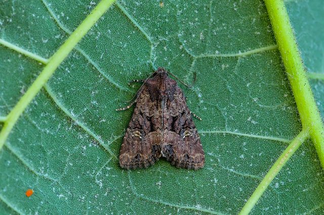 Mesapamea secalella/secalis