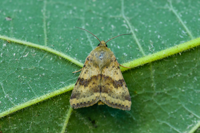 Heliothis viriplaca - mácsonyabagoly