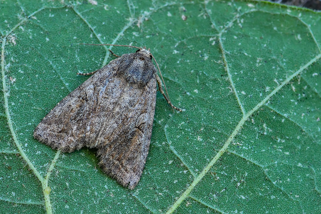 Apterogenum ypsillon - ipszilon-erdeibagoly