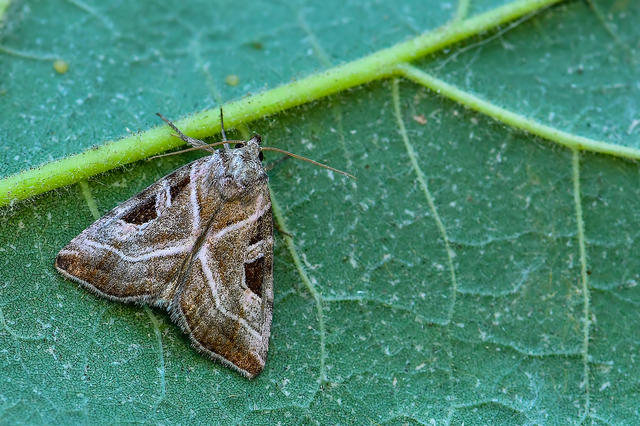 Eucarta virgo - mocsári ametisztbagoly