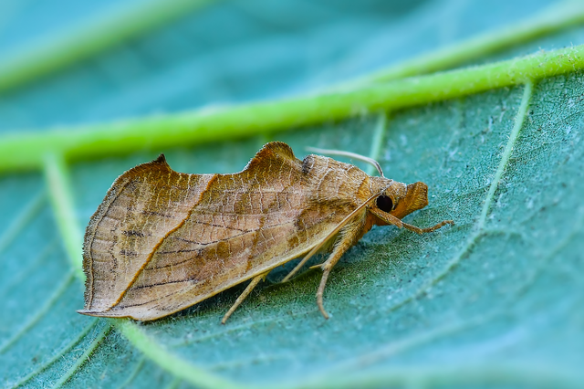 Calyptra thalictri - öblösszárnyú bagoly