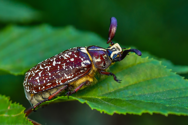 Polyphylla fullo - csapó cserebogár